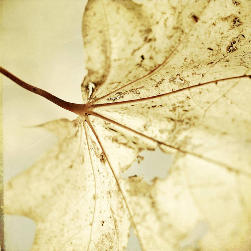 无人,方图,室外,特写,白天,叶子,波兰,枯萎,纹路,纹理,一个,自然,摄影,单个,死亡,脆弱,肌理,枯败,彩图