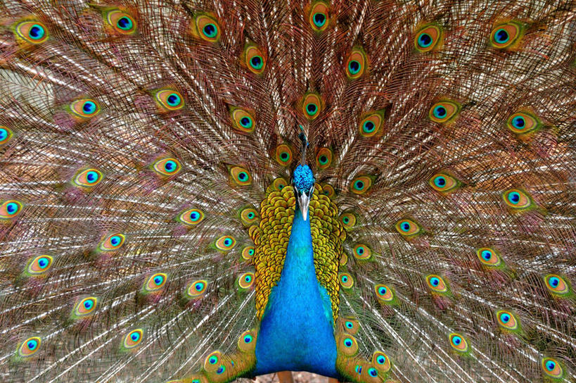 无人,横图,室外,特写,白天,孔雀,野生动物,羽毛,以色列,摄影,肖像,彩图