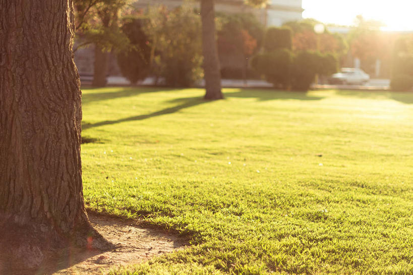 无人,横图,室外,白天,草坪,日光,阿根廷,草,树,树干,风景,自然,摄影,宁静,彩图