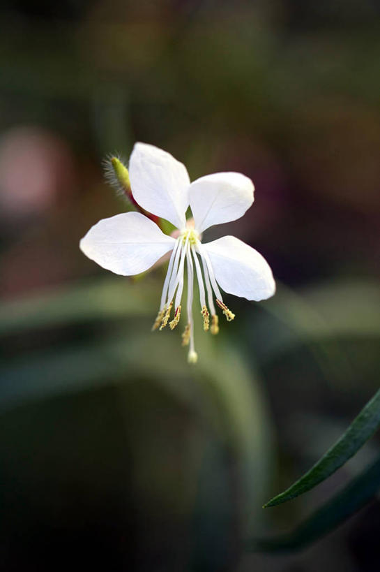 无人,竖图,室外,特写,白天,意大利,盛开,花蕾,花,花瓣,花朵,鲜花,一朵,白色,花苞,花蕊,摄影,脆弱,雄蕊,清新,彩图