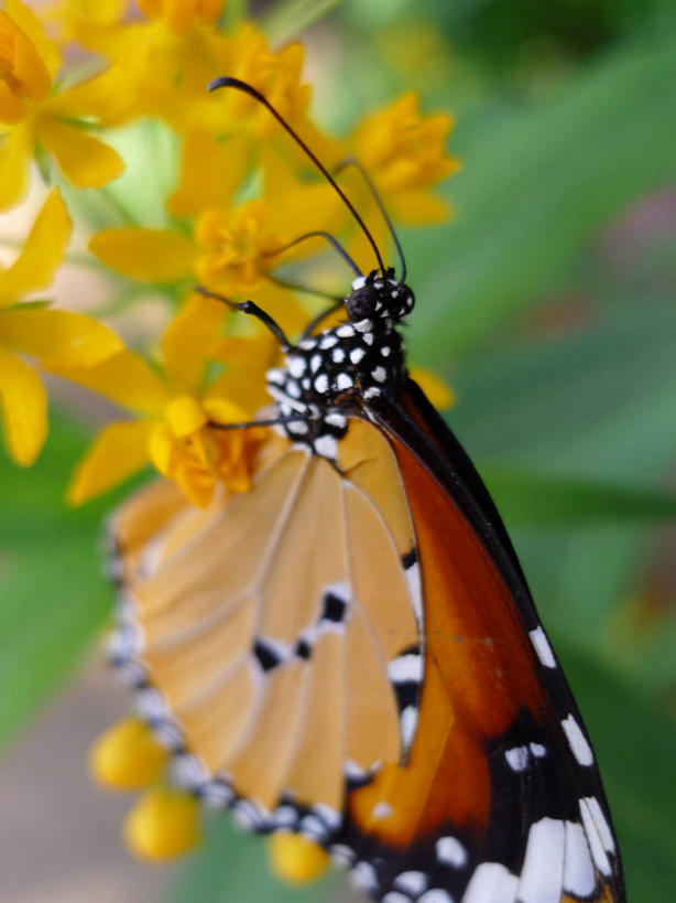 无人,竖图,室外,特写,白天,野生动物,蝴蝶,北京,昆虫,首都,花,黄色,摄影,脆弱,清新,彩图