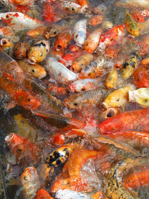 无人,竖图,室外,特写,背景,水,鲤鱼,一群,许多,很多,鱼类,橙色,摄影,云南省,喂养,彩图,全画面,全框架,全帧,全画幅