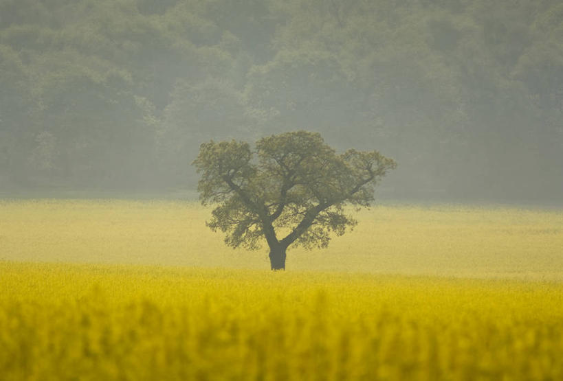 无人,横图,室外,白天,雾,英国,田地,草,花,黄色,自然,摄影,宁静,彩图,沃里克郡,芸苔