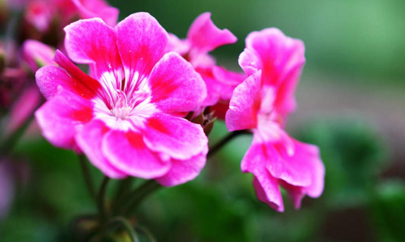 无人,横图,室外,特写,白天,美景,美国,景观,茎,花,花瓣,粉色,自然,景色,摄影,生长,亚利桑那,脆弱,清新,自然风光,塞多纳,彩图