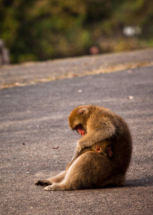 无人,坐,竖图,室外,特写,白天,路,野生动物,猴子,日本,拿着,动物,两只,摄影,清理,猕猴,坐着,彩图