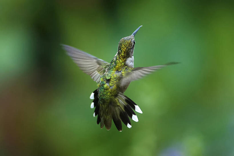 无人,横图,室外,特写,白天,野生动物,美国,绿色背景,鸟类,半空,飞,摄影,拍打,喙,密苏里,彩图