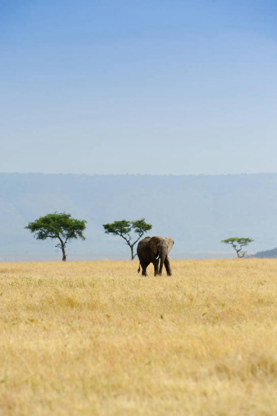 无人,竖图,室外,白天,肯尼亚,首都,草,树,自然,摄影,万里无云,奈洛比,象,彩图,马赛马拉国家保护区