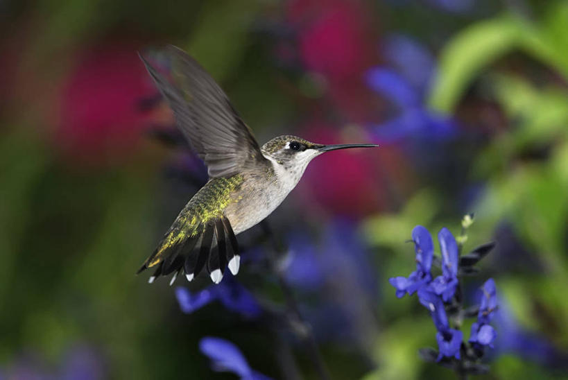 无人,横图,室外,特写,白天,侧面,蜂鸟,野生动物,美国,鸟类,半空,飞,盘旋,花,摄影,园林,密苏里,彩图