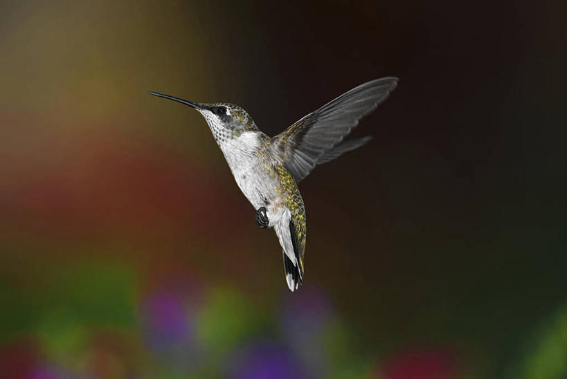 无人,横图,室外,特写,白天,侧面,蜂鸟,野生动物,美国,鸟类,半空,飞,盘旋,摄影,园林,密苏里,彩图