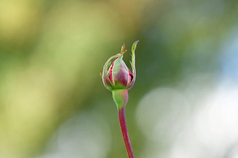 无人,横图,室外,特写,白天,美国,盛开,茎,花蕾,花,花瓣,花朵,鲜花,一朵,粉色,自然,花苞,花蕊,摄影,生长,亚利桑那,脆弱,清新,开端,吉尔伯特,彩图