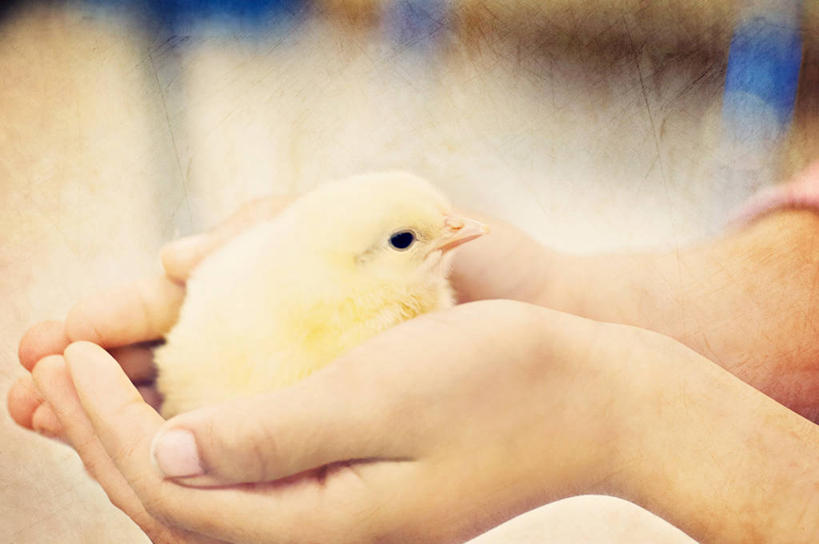 手,一个人,横图,室外,特写,白天,美国,鸟类,小鸟,拿着,动物,家畜,摄影,部分,关爱,维吉尼亚,汉普顿,捧着,彩图,小鸡,好奇心