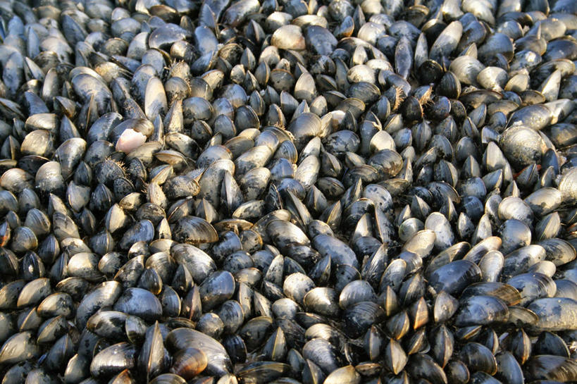 无人,横图,俯视,室外,特写,白天,背景,英国,欧洲,南,英格兰,蓝色,摄影,西欧,清新,大不列颠,大不列颠及北爱尔兰联合王国,大不列颠及爱尔兰联合王国,萨塞克斯,萨塞克斯郡,苏塞克斯,东萨塞克斯郡,海滩,海产,彩图,高角度拍摄,全画面,全框架,全帧,大不列颠王国,大英帝国,联合王国,日不落帝国,全画幅