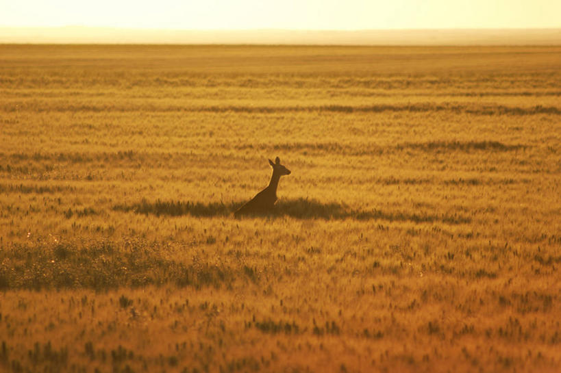 无人,跳,横图,室外,白天,鹿,野生动物,日光,加拿大,地平线,地形,田地,辽阔,地面,黄色,天空,自然,广阔,摄影,一望无际,延伸,天地相交,萨斯喀彻温省,无边无际,一马平川,彩图