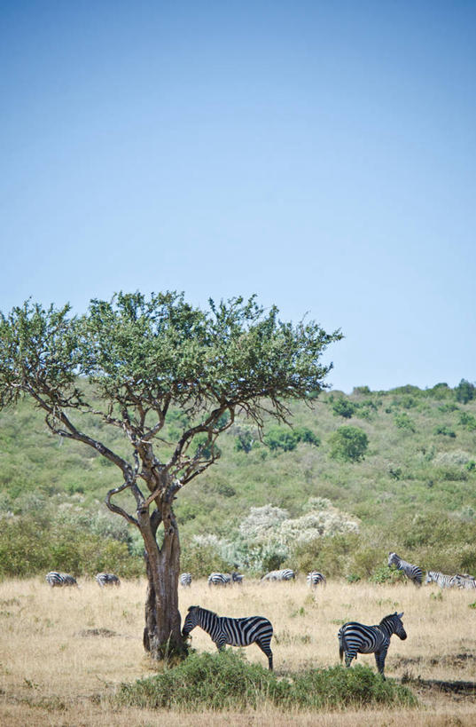 无人,站,竖图,室外,白天,山,斑马,野生动物,肯尼亚,草,树,自然,摄影,万里无云,彩图,马赛马拉国家保护区