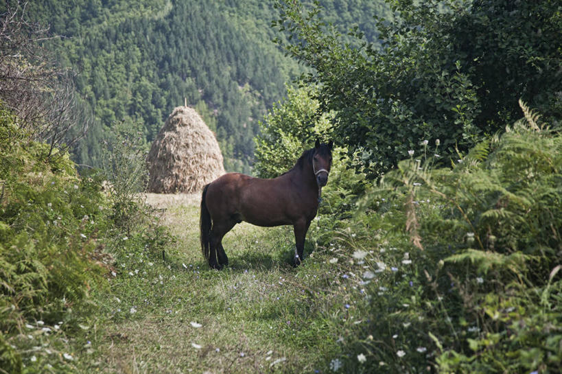 无人,站,横图,室外,白天,侧面,马,地形,小路,自然,家畜,摄影,彩图,波斯尼亚和黑塞哥维那