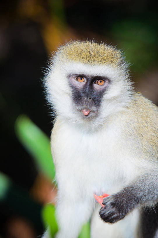 无人,吃,竖图,室外,特写,白天,野生动物,猴子,水果,肯尼亚,拿着,白色,摄影,肖像,长尾猴,彩图,马赛马拉国家保护区