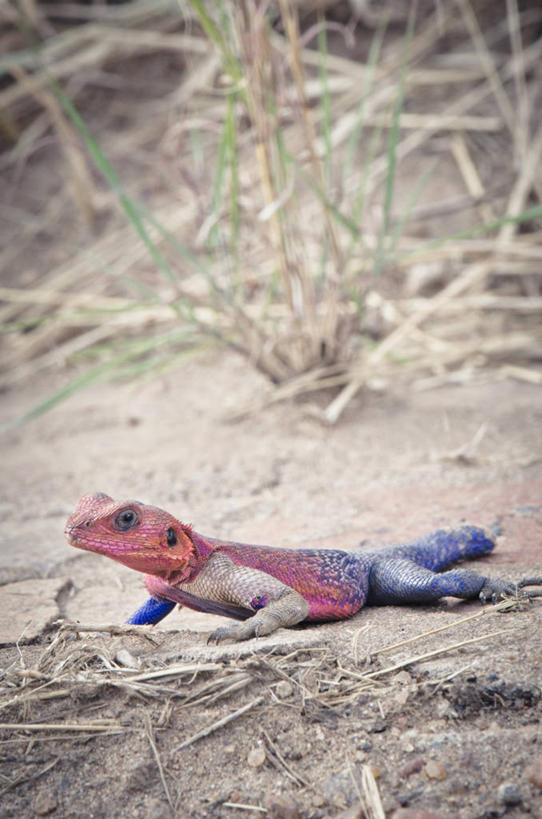 无人,竖图,室外,特写,白天,野生动物,蜥蜴,非洲,肯尼亚,昆虫,草,红色,蓝色,摄影,彩图,马赛马拉国家保护区