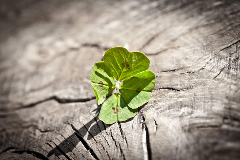 无人,横图,室外,特写,白天,建材,建筑,英国,欧洲,木制,材料,木板,木材,三叶草,英格兰,木柴,绿色,摄影,建造,木料,脆弱,西欧,清新,大不列颠,大不列颠及北爱尔兰联合王国,大不列颠及爱尔兰联合王国,萨塞克斯,萨塞克斯郡,苏塞克斯,东萨塞克斯郡,彩图,大不列颠王国,大英帝国,联合王国,日不落帝国