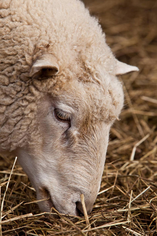 无人,农场,竖图,室外,特写,白天,美国,干草,家畜,摄影,牲畜,部分,宾夕法尼亚,绵羊,彩图