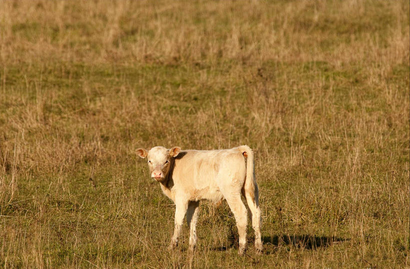 无人,站,横图,室外,特写,白天,侧面,牛,日光,加拿大,田地,干草,动物,家畜,摄影,牲畜,干的,小牛,彩图,独处