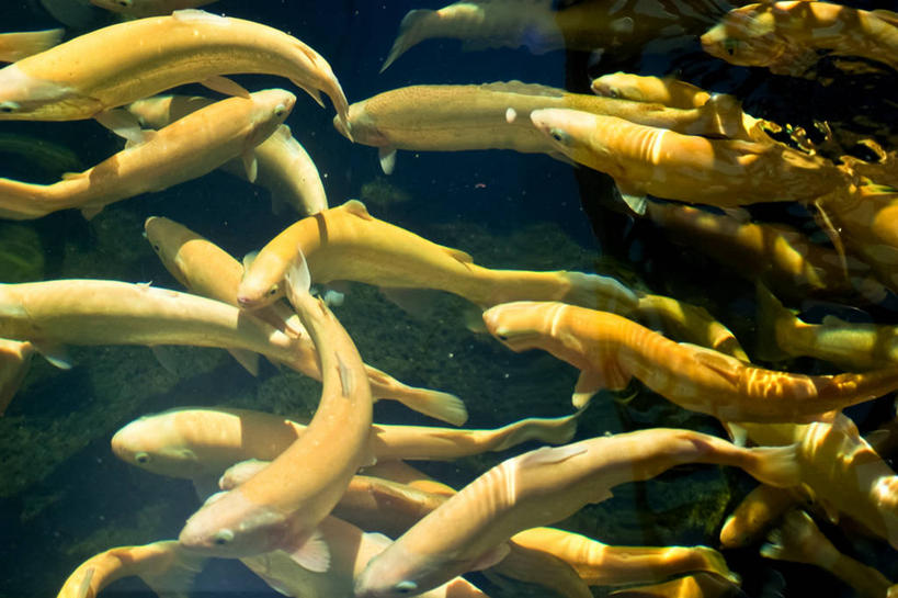 无人,横图,特写,水下,湖,美国,一群,许多,鱼群,很多,鱼类,摄影,彩图