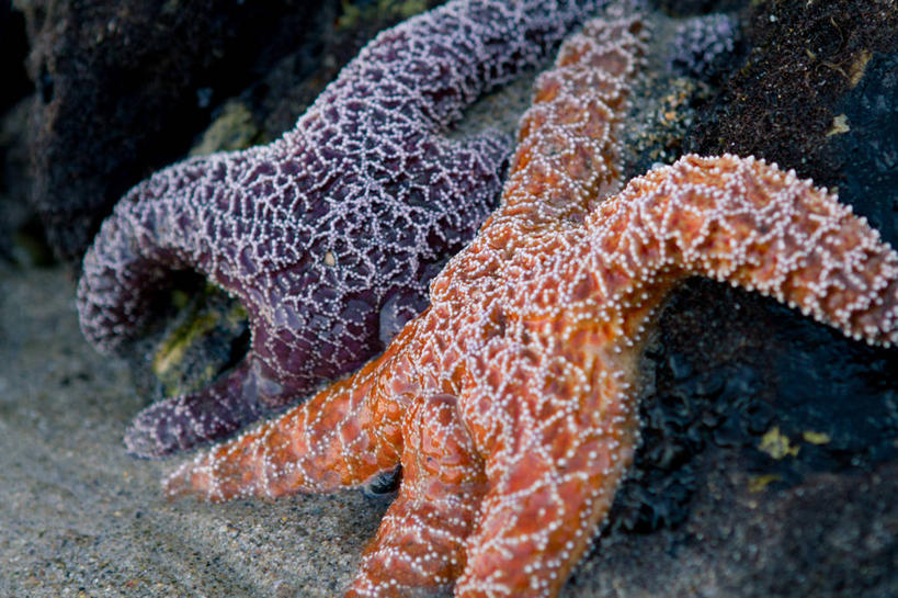 无人,横图,特写,水下,海星,美国,珊瑚,紫色,动物,两只,橙色,摄影,彩图