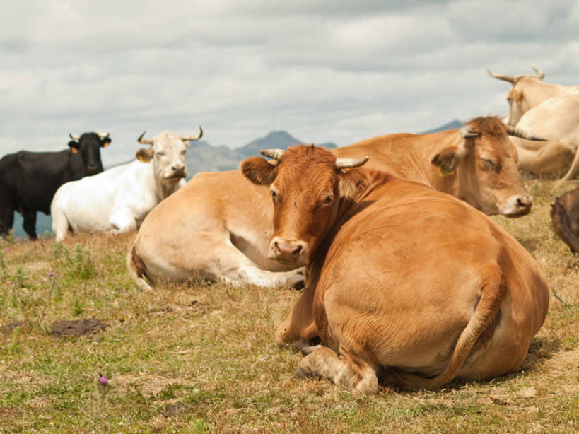 无人,坐,横图,室外,白天,西班牙,欧洲,云,草,动物,休息,家畜,放松,摄影,牲畜,五只,南欧,西班牙王国,母牛,卡斯蒂利亚,莱昂,卡斯蒂利亚.莱昂,莱昂省,彩图,家牛