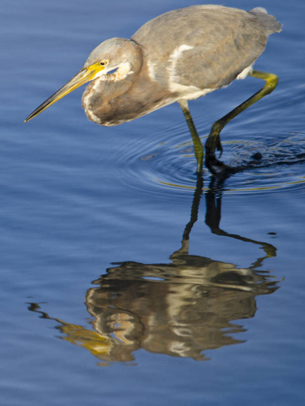 无人,竖图,室外,特写,白天,鸟,野生动物,美国,波纹,反射,苍鹭,鸟类,蓝色,摄影,灰鹳,潟湖,步行,彩图