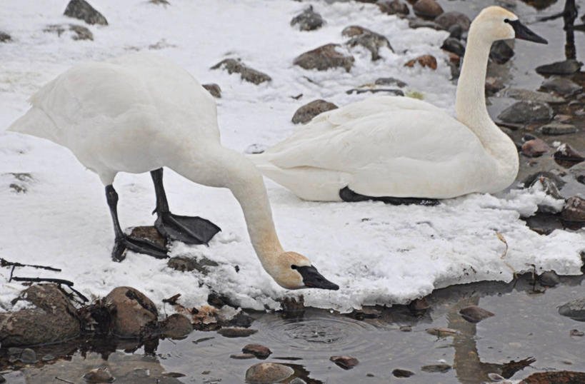 无人,横图,室外,白天,雪,野生动物,美国,反射,鸟类,河岸,白色,动物,两只,寒冷,摄影,密西西比河,明尼苏达,岩石,彩图,蒙蒂塞洛