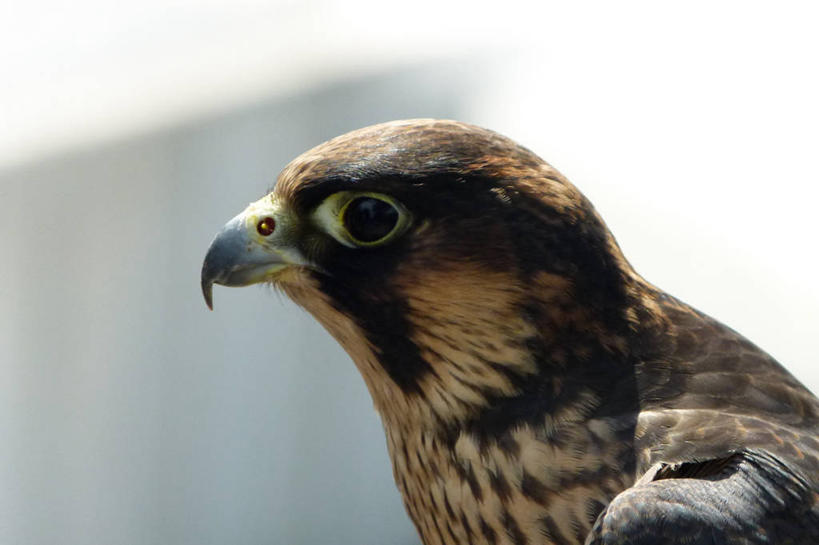 无人,公园,横图,室外,特写,白天,野生动物,德国,鸟类,摄影,部分,猎鹰,彩图