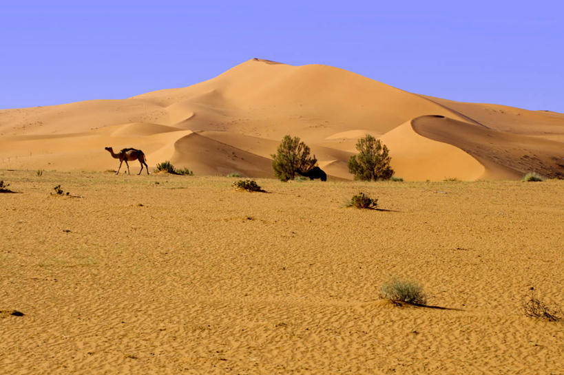 无人,横图,室外,白天,沙漠,日光,沙丘,首都,骆驼,草,自然,家畜,摄影,波斯湾,沙特阿拉伯,万里无云,利雅得,步行,彩图