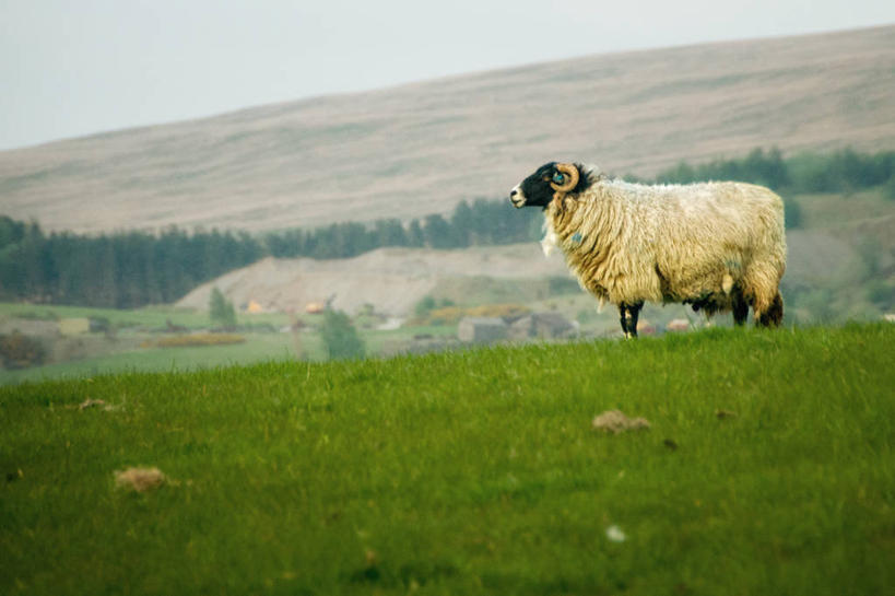 无人,站,横图,室外,白天,农业,山,英国,田地,自然,家畜,摄影,牲畜,公羊,绵羊,彩图