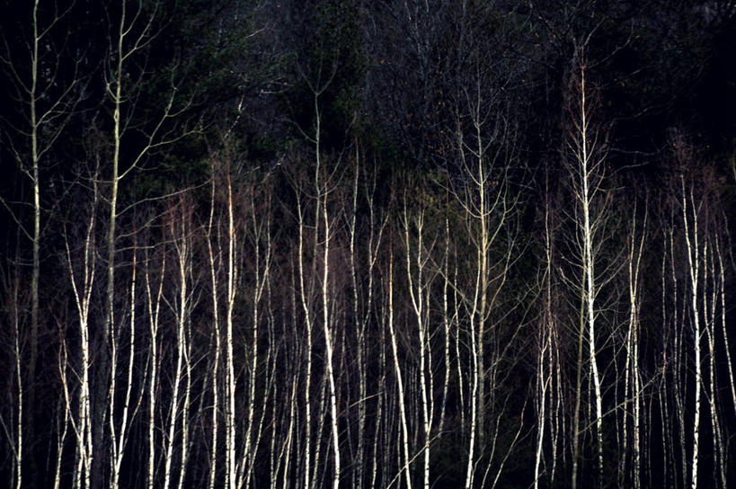 无人,横图,室外,夜晚,森林,白桦树,美国,冬天,自然,寒冷,摄影,白桦,宁静,北美,北美洲,美洲,新罕布什尔州,北亚美利加洲,亚美利加洲,新罕布什尔,新罕布夏州,花岗岩州,花冈岩之州,滑雪之州,新英格兰,纽英仑,彩图,美利坚合众国