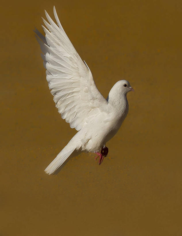 无人,竖图,室外,特写,白天,野生动物,西班牙,黄色背景,斑鸠,鸟类,飞,摄影,彩图
