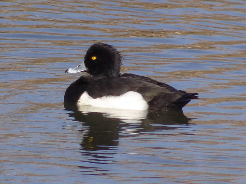 无人,横图,室外,白天,野生动物,葡萄牙,反射,鸟类,鸭子,池塘,摄影,彩图
