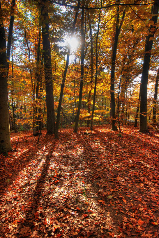 无人,竖图,室外,白天,美景,森林,树林,叶子,日光,德国,景观,树,风景,自然,景色,摄影,宁静,自然风光,改变,萨尔州,秋天,彩图