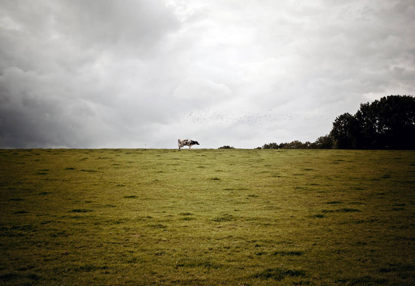 无人,横图,室外,白天,山,荷兰,一群,许多,鸟类,云,很多,树,天空,家畜,摄影,牲畜,母牛,马斯特里赫特,彩图,家牛