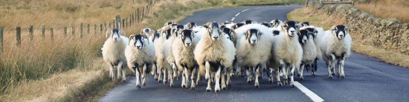 无人,站,横图,全景,室外,白天,路,英国,一群,许多,羊群,很多,家畜,摄影,牲畜,绵羊,彩图