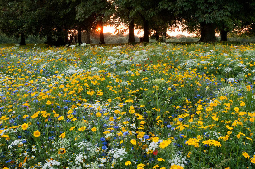无人,横图,室外,草地,美景,日落,英国,欧洲,景观,野花,首都,树,天空,自然,景色,摄影,生长,脆弱,西欧,清新,自然风光,大不列颠,大不列颠及北爱尔兰联合王国,大不列颠及爱尔兰联合王国,里士满,萨里市,彩图,大不列颠王国,大英帝国,联合王国,日不落帝国