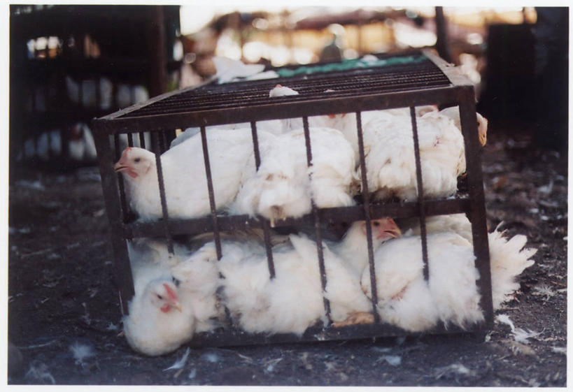 无人,横图,室外,白天,摩洛哥,一群,许多,鸟类,笼子,鸟笼,市场,很多,家禽,白色,家畜,零售,摄影,牲畜,母鸡,彩图