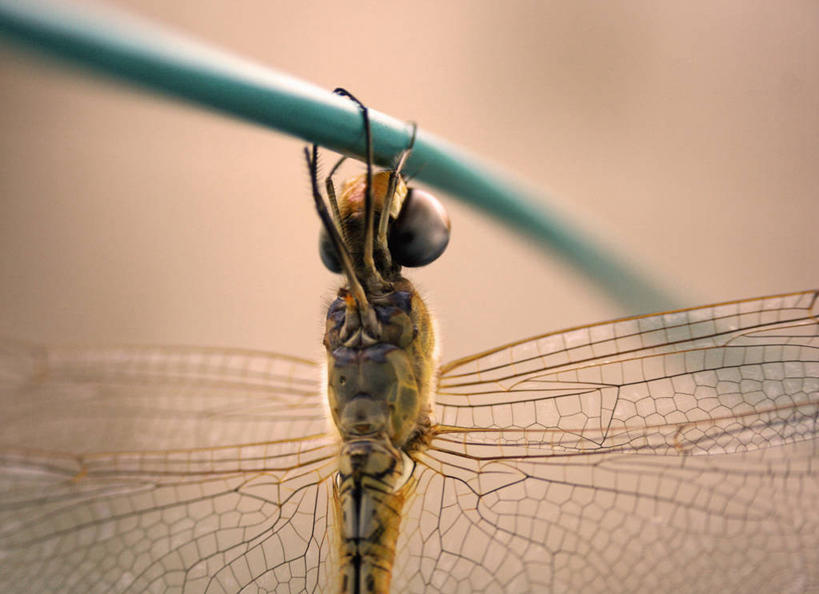 无人,横图,室外,白天,野生动物,印度,蜻蜓,昆虫,拿着,摄影,金属丝,泰米尔纳德邦,金奈,彩图