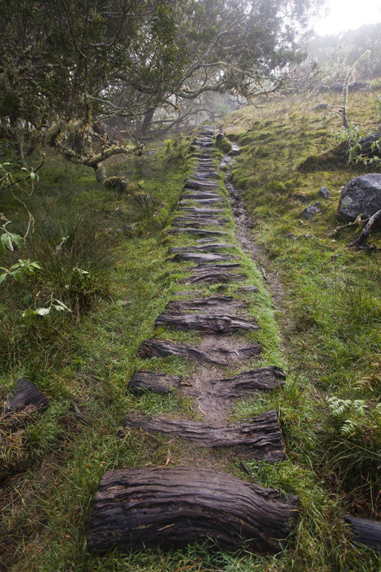 无人,竖图,室外,白天,森林,木制,田地,小路,草,树,自然,摄影,宁静,彩图,法国海外领土