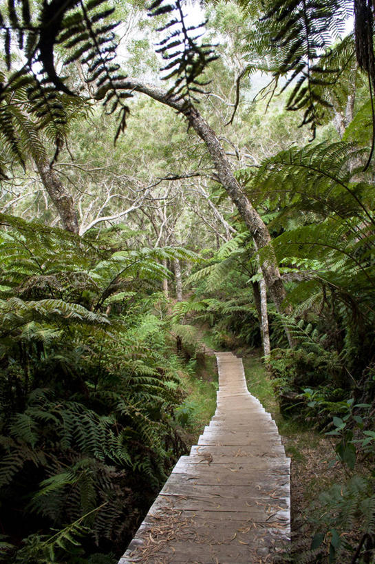 无人,竖图,室外,白天,森林,岛,小路,树,天空,自然,摄影,宁静,彩图,法国海外领土