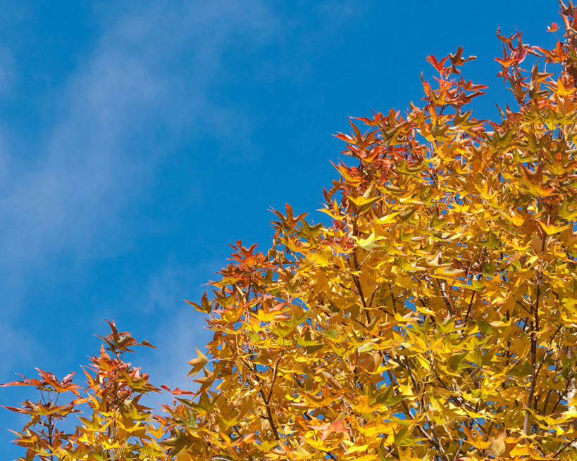 无人,横图,室外,白天,仰视,美景,日本,景观,云,树,天空,自然,景色,摄影,脆弱,自然风光,改变,鹿儿岛县,秋天,彩图,低角度拍摄