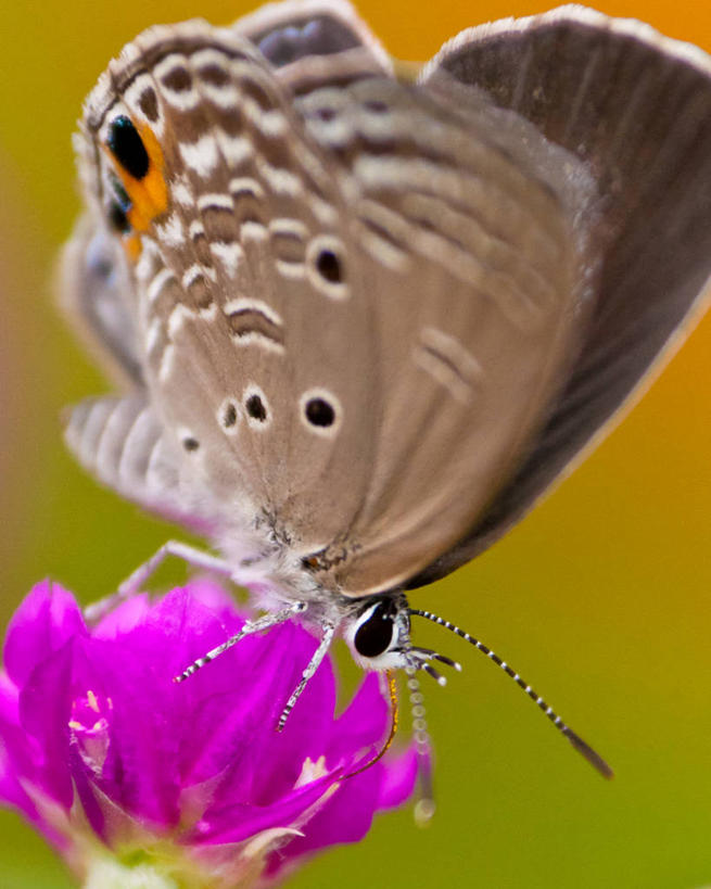 无人,竖图,室外,特写,白天,野生动物,蝴蝶,日本,昆虫,花,动物,摄影,清新,益虫,授粉,鹿儿岛县,喂养,灰蝶,彩图