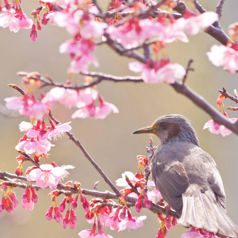 无人,方图,室外,特写,白天,野生动物,日光,日本,鸟类,樱桃树,花,自然,摄影,栖息,生长,清新,鹿儿岛县,彩图