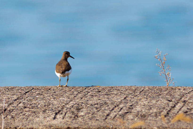 无人,横图,室外,白天,野生动物,日本,鸟类,堤岸,自然,摄影,栖息,水力发电,矶鹞,彩图