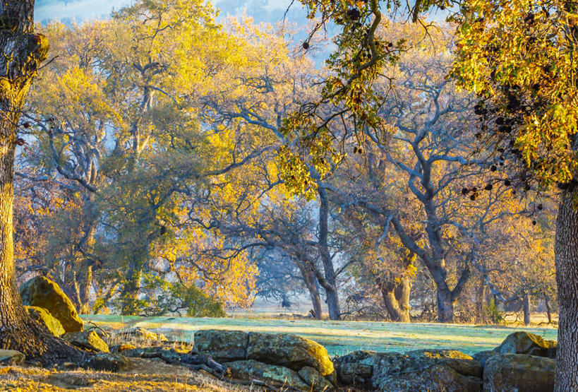 无人,横图,室外,白天,美景,雾,日光,美国,阴影,景观,草,树,自然,景色,摄影,宁静,加利福尼亚,自然风光,改变,奥克兰,秋天,彩图