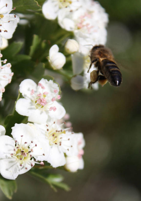 无人,竖图,室外,特写,白天,野生动物,蜜蜂,西班牙,格拉纳达,花,花瓣,白色,摄影,生长,清新,花粉,格拉纳达省,授粉,彩图