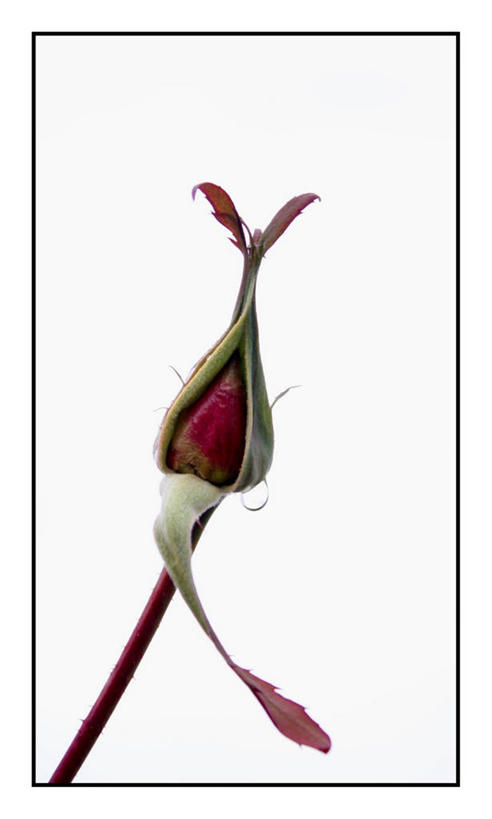 无人,竖图,特写,白色背景,西班牙,盛开,茎,花蕾,格拉纳达,花,花瓣,花朵,鲜花,一朵,红色,自然,花苞,花蕊,摄影,脆弱,格拉纳达省,开端,彩图,影棚拍摄